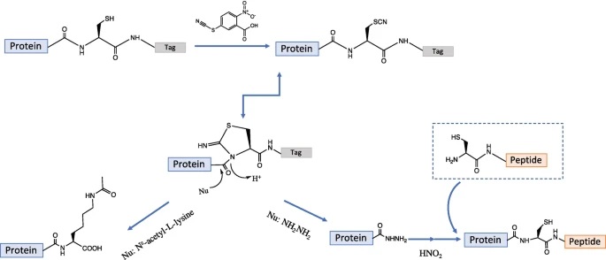 Methods Mol Bio_GY 2022